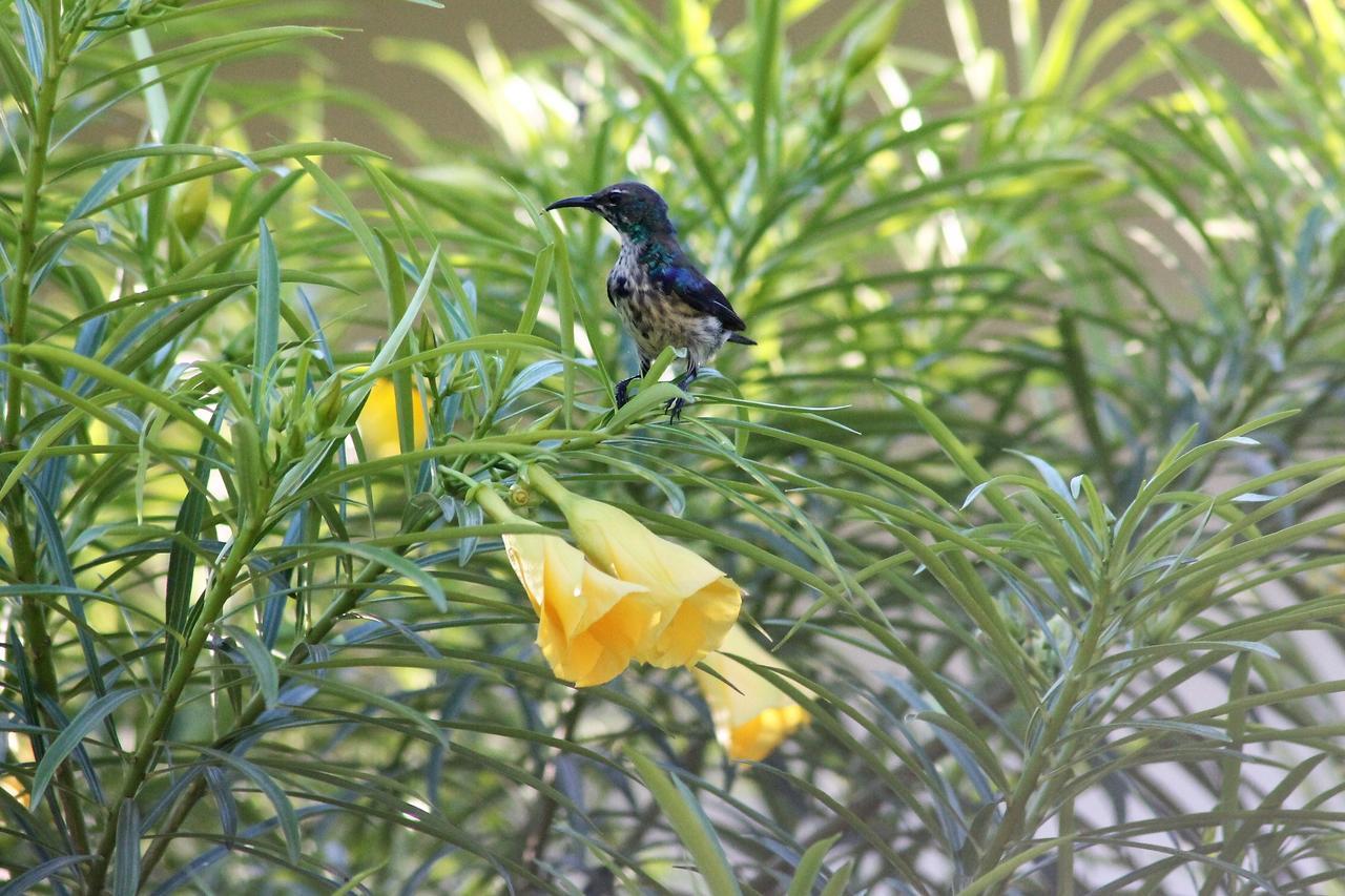 Botanica Eco Lodge Michamvi Dış mekan fotoğraf